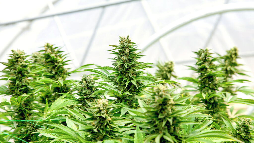 Knowing When to Harvest your cannabis plant
